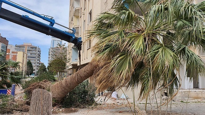 Palmiye Dikimi, Taşıma, Budama